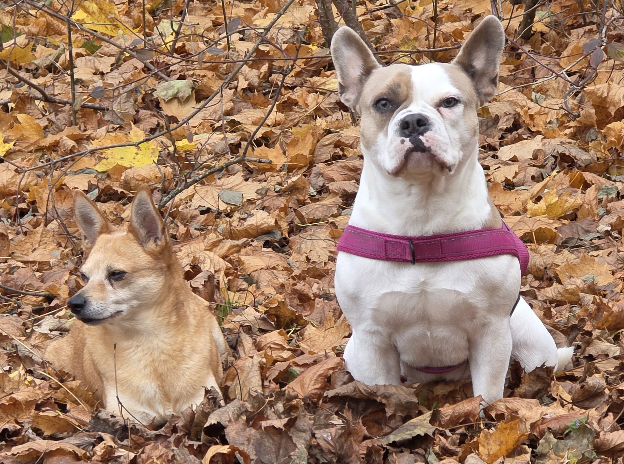 Skyla und Rocky im Herbstlaub